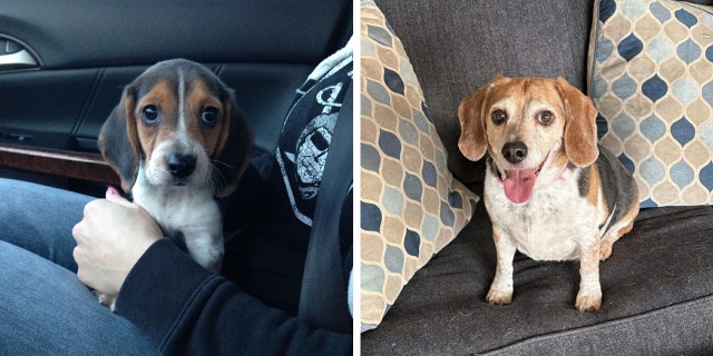 In the image on left, Roscoe is seen as a puppy in Kansas in 2015. On the right, Roscoe poses after he was found in Idaho in 2023.