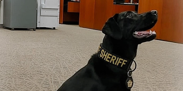 SATA, a black Labrador retriever with the Spartanburg County Sheriff's Office.