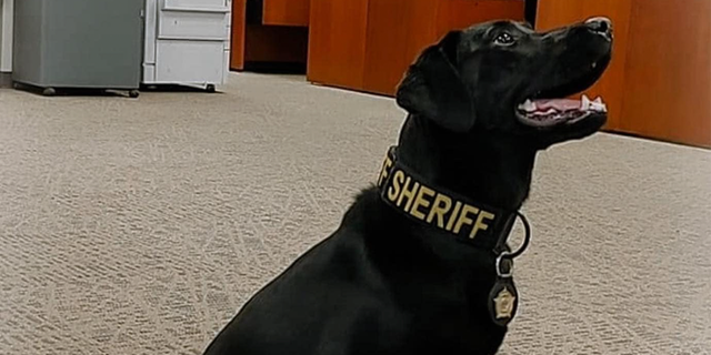 SATA, a black Labrador retriever with the Spartanburg County Sheriff's Office.