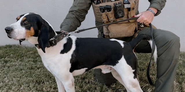 K9 Ranger, a walker hound, with the Spartanburg County Sheriff's Office.