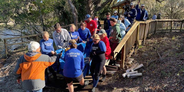 Manatee Rescue and Rehabilitation Partnership returns a record 12 manatees to natural habitat in a single day.