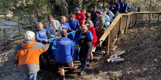 Manatee Rescue and Rehabilitation Partnership returns a record 12 manatees to natural habitat in a single day.