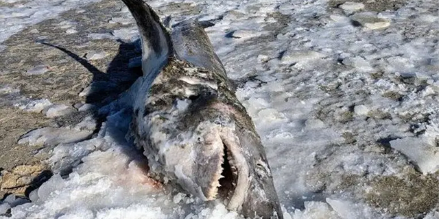 The partially stiff shark was recovered astatine Cold Storage Beach successful Dennis, Massachusetts.