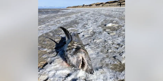 Marine biologist John Chisholm at the Anderson Cabot Center for Ocean Life shared that the large frozen shark was a male porbeagle.