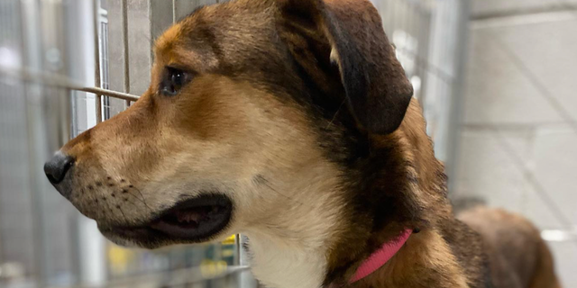 Bailey recently ran away from her new family and returned to her old shelter.