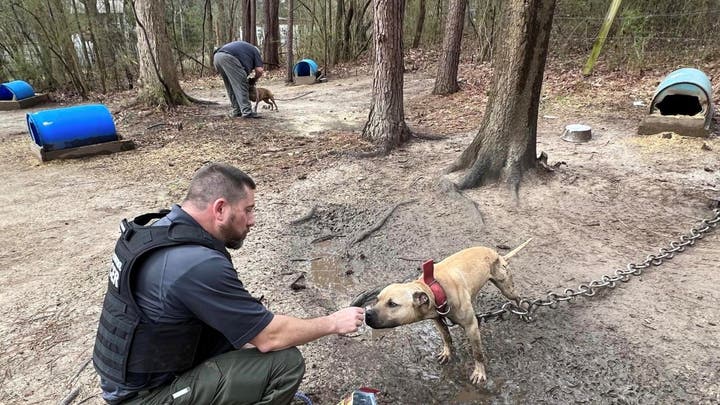 Georgia police rescue 17 pit bulls from dog fighting property kept in ‘heinous’ conditions