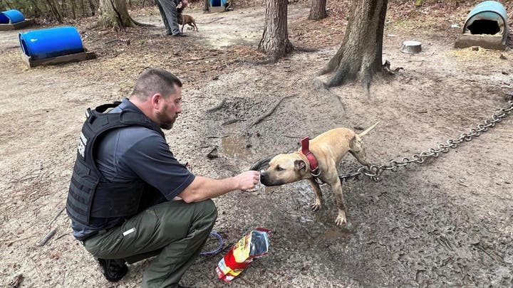 Georgia police rescue 17 pit bulls from dog fighting property kept in ‘heinous’ conditions Georgia police rescue 17 pit bulls from dog fighting property kept in ‘heinous’ conditions