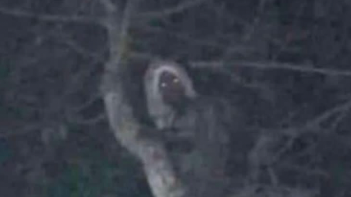 Mexican president goes viral for claim he has photo proof of mythical woodland elf Mexican president goes viral for claim he has photo proof of mythical woodland elf