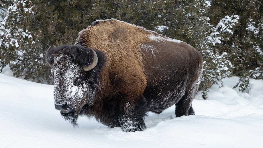 bull bison yellowstone