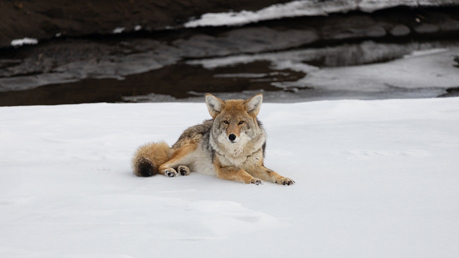 coyote yellowstone