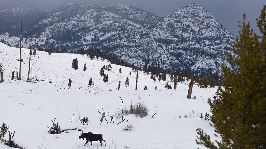 bull moose yellowstone