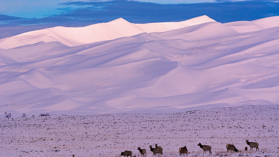 snowy dunes elk