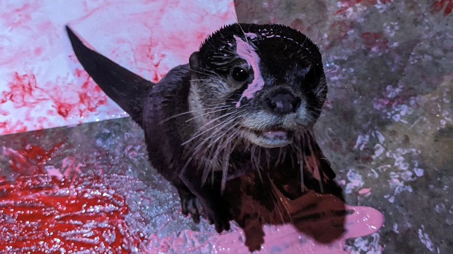 ottergrams Living Shores Aquarium