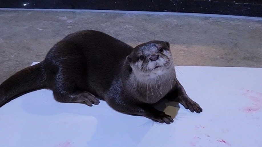 ottergrams Living Shores Aquarium