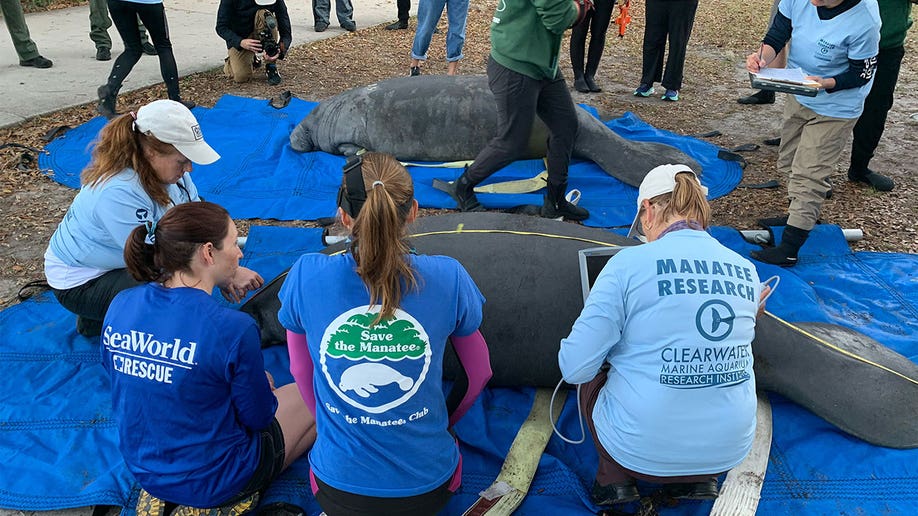 Seaworld rescue workers help manatees