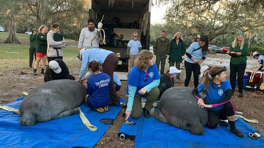 Seaworld rescue workers help manatees