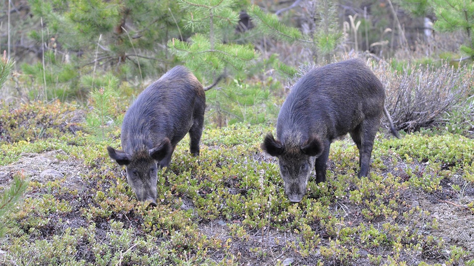 Hybrid feral pigs may be in western Canada, organization warns residents