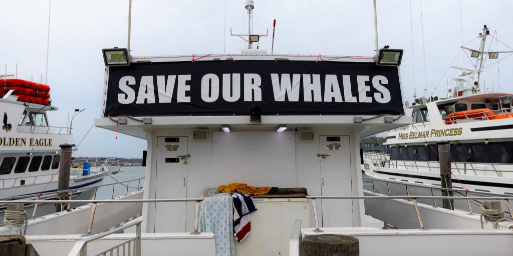 Republican demands NJ Gov. Murphy halt offshore wind project for 30-60 days amid spate of whale deaths - Vimarsana News