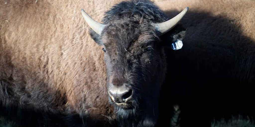 Dozens of Colorado bison transferred to several Native American tribes across the Great Plains - Vimarsana News