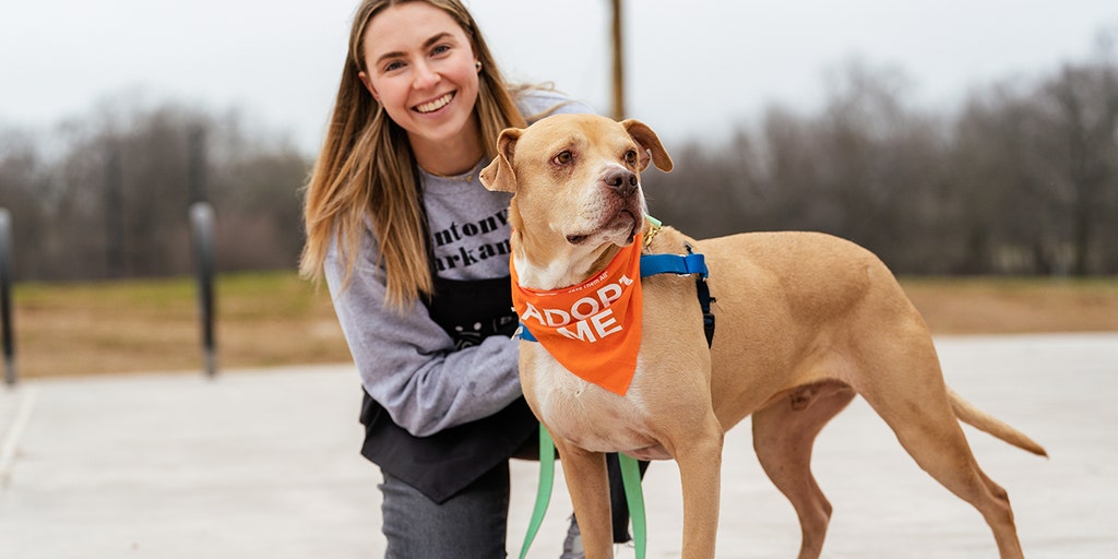 Dogs and cats roam free as first cageless animal shelter in US opens in Arkansas - Vimarsana News