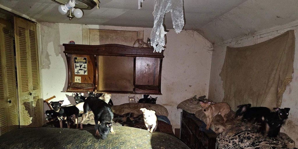 Illinois officials find more than 100 dogs and cats living in deplorable conditions - Vimarsana News