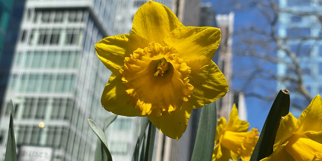 Millions of daffodils bloom suddenly in NYC: Tribute to 9/11 victims is world's 'largest living memorial' - Vimarsana News