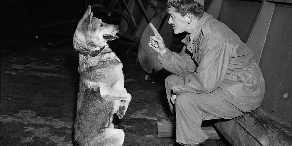 U.S. MARINE DOG UNIT GIジョー アメリカ海兵隊 K-9 NIB SEALED GI JOE® MARINE DOG UNIT WAR DOGS ACTION FIGURE