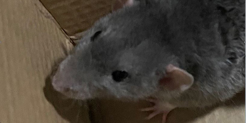 Boston man threatens subway riders with pet rat Jerry: Police - Vimarsana News