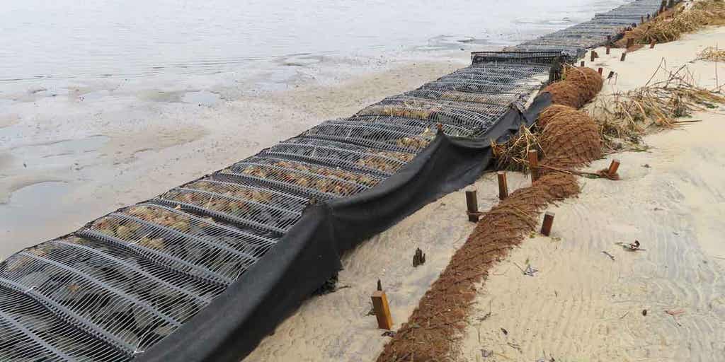 Coconuts being incorporated into shoreline protection projects across the world - Vimarsana News