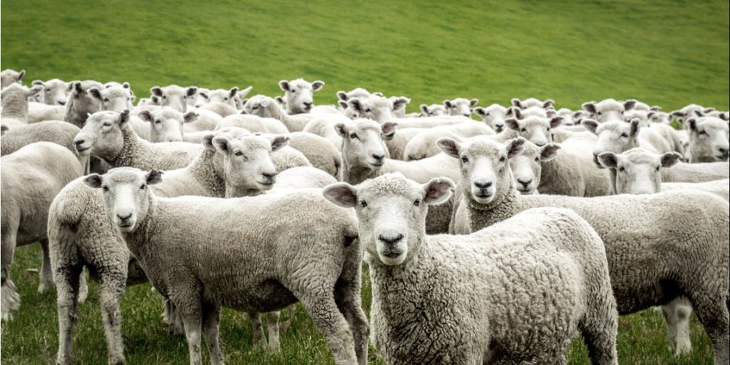 This company lets you rent sheep to mow your lawn in an environmentally friendly way - Vimarsana News
