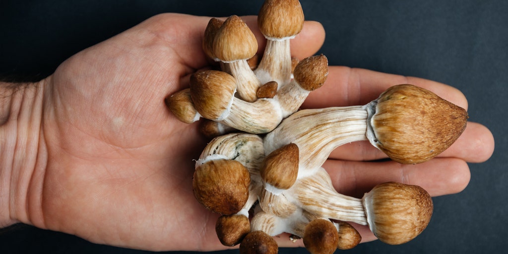 Los Angeles cannabis dispensaries sell illegal mushrooms: report - Vimarsana News