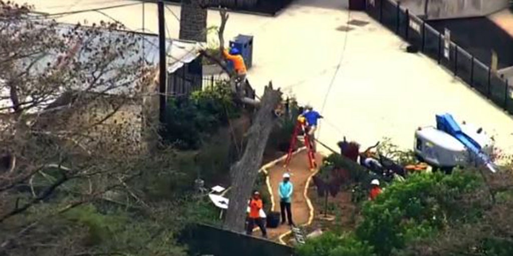 Seven zoo guests injured after tree limb breaks, falls in Texas - Vimarsana News