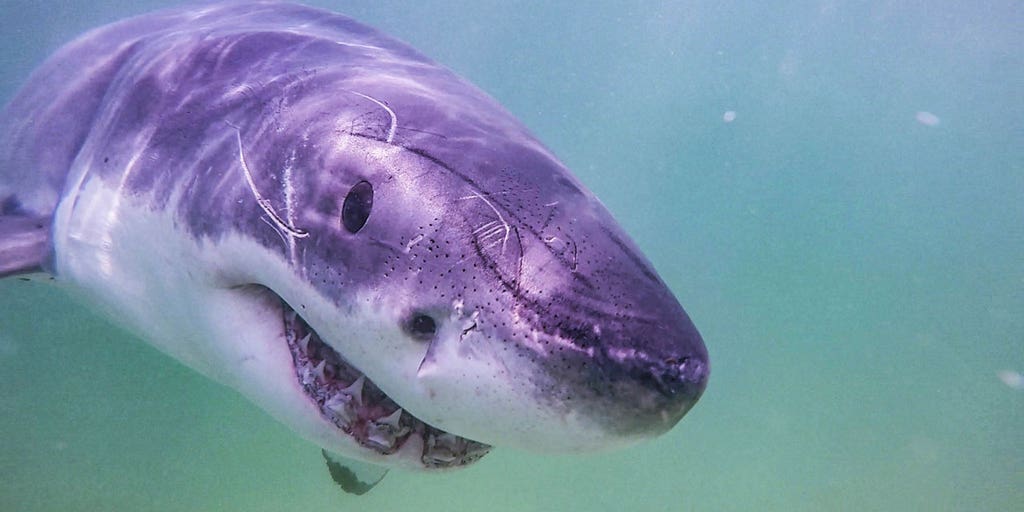 Largest male white shark tagged heading toward Florida's coast