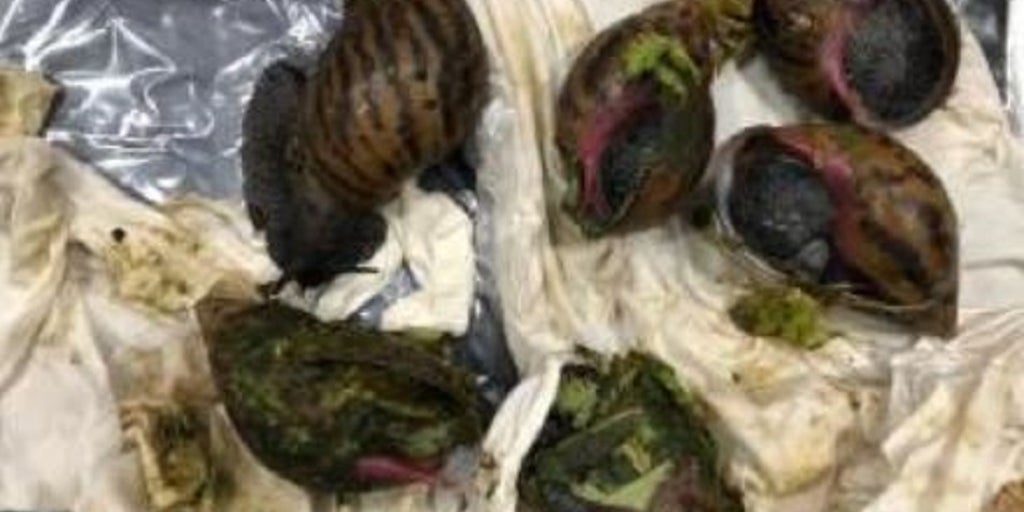 Detroit customs officials find 6 live Giant African Snails in suitcase at airport - Vimarsana News