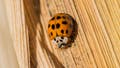 Asian lady beetle on a corn husk.