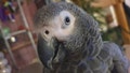 Jack, a female Congo African Grey Parrot that mocks his owners cough. See SWNS story SWSMparrot. A man with an irreversible lung condition and a persistent cough has been mocked by his daughter's rescue parrot who hates men. The rescued parrot has learnt to mimic the cough of its owner's father who suffers from Chronic obstructive pulmonary disease (COPD). Jack, a female Congo African Grey Parrot, lived with owner Lorna Webb, 28, and father Scott, 66 in Bedfordshire for 10 years and picked up on Scott's cough. Scott was diagnosed with COPD in 2008 and the damage to his lungs is irreversible.