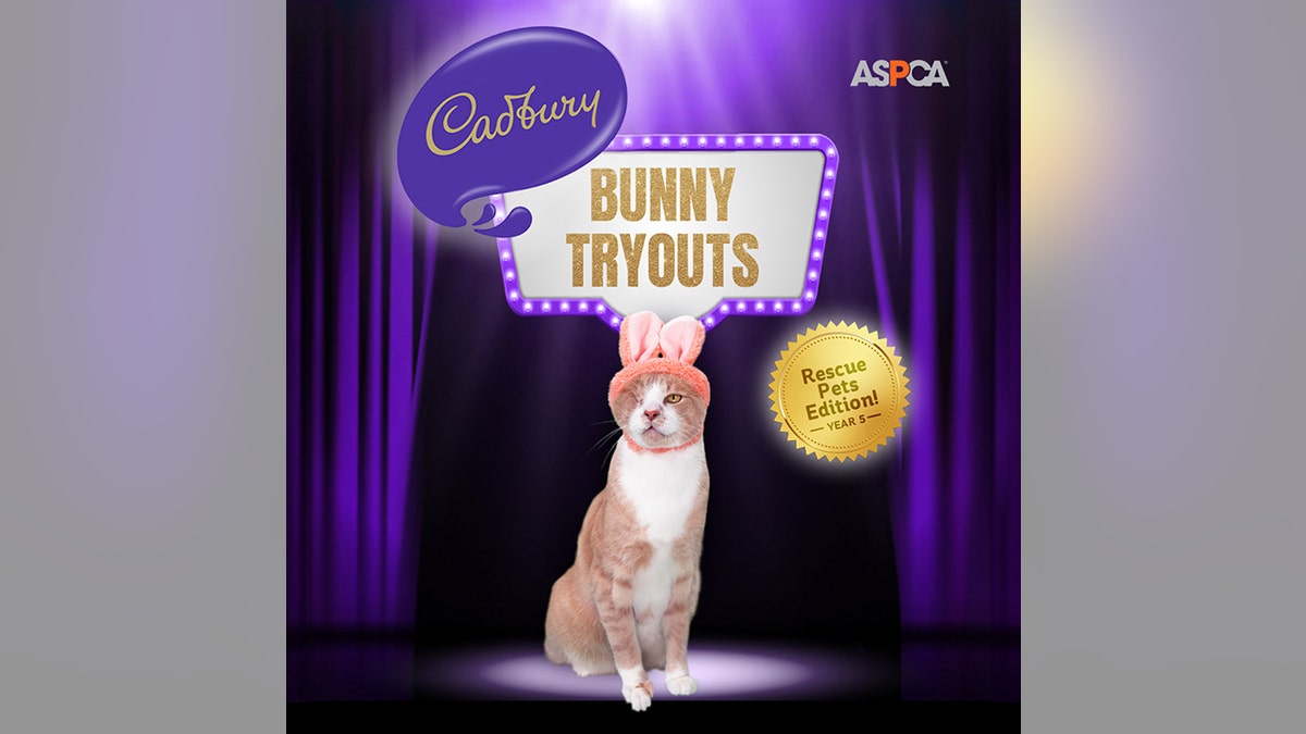 cadbury bunny cat