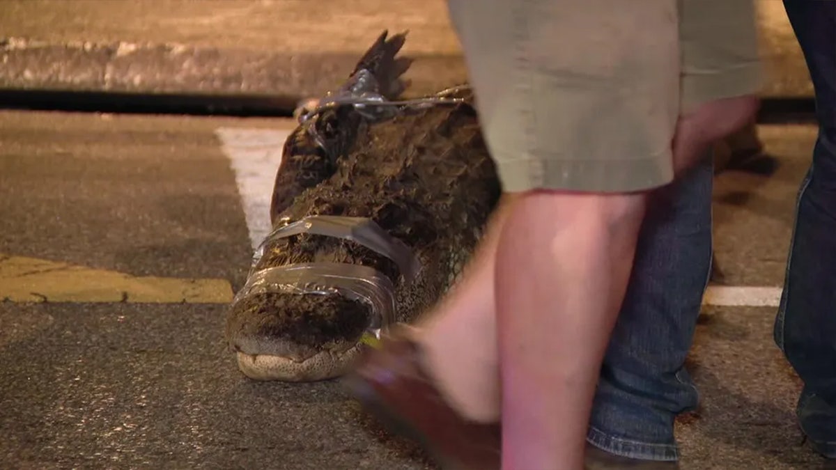 alligator