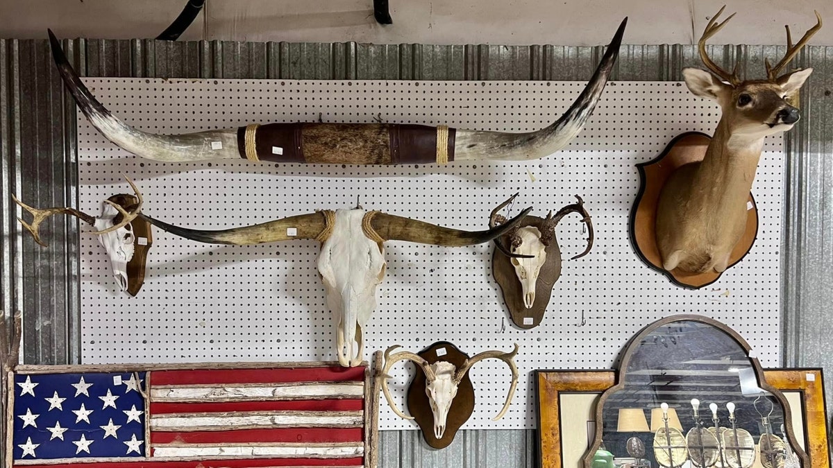 Murdaugh family's mounted animal heads