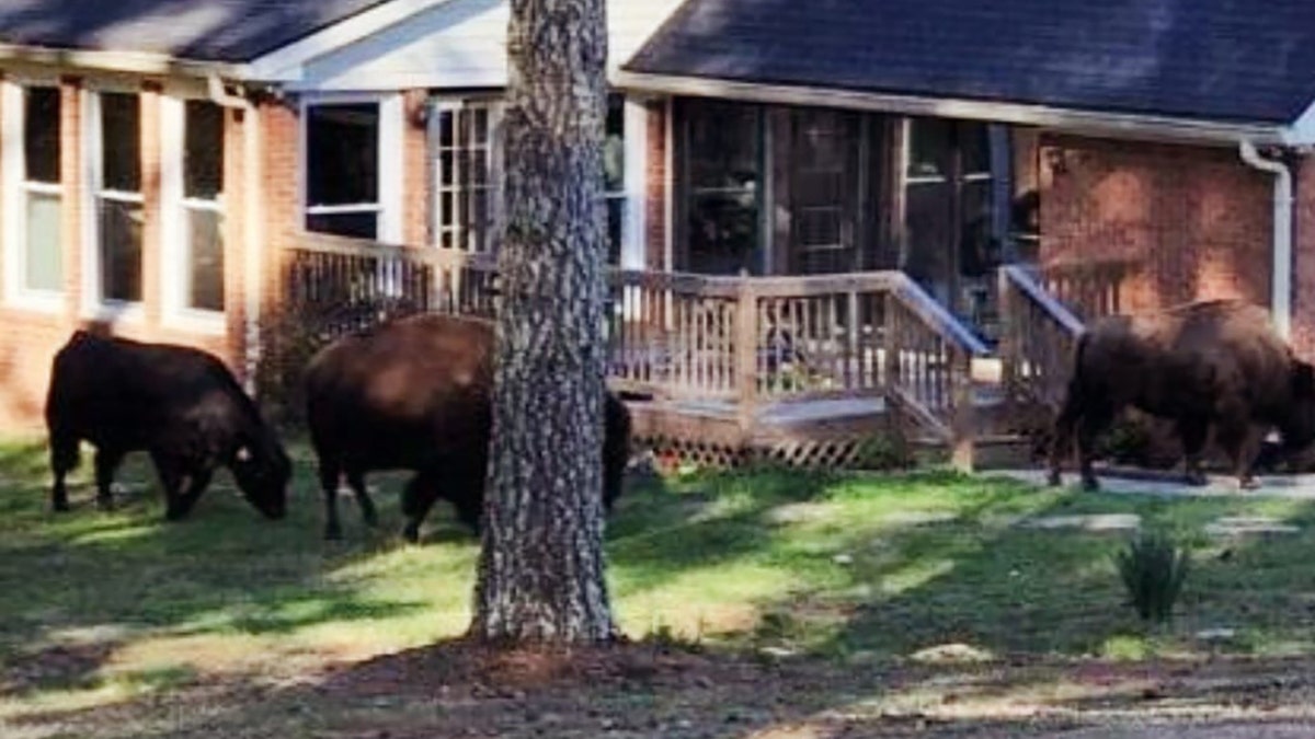 Several bison near a house