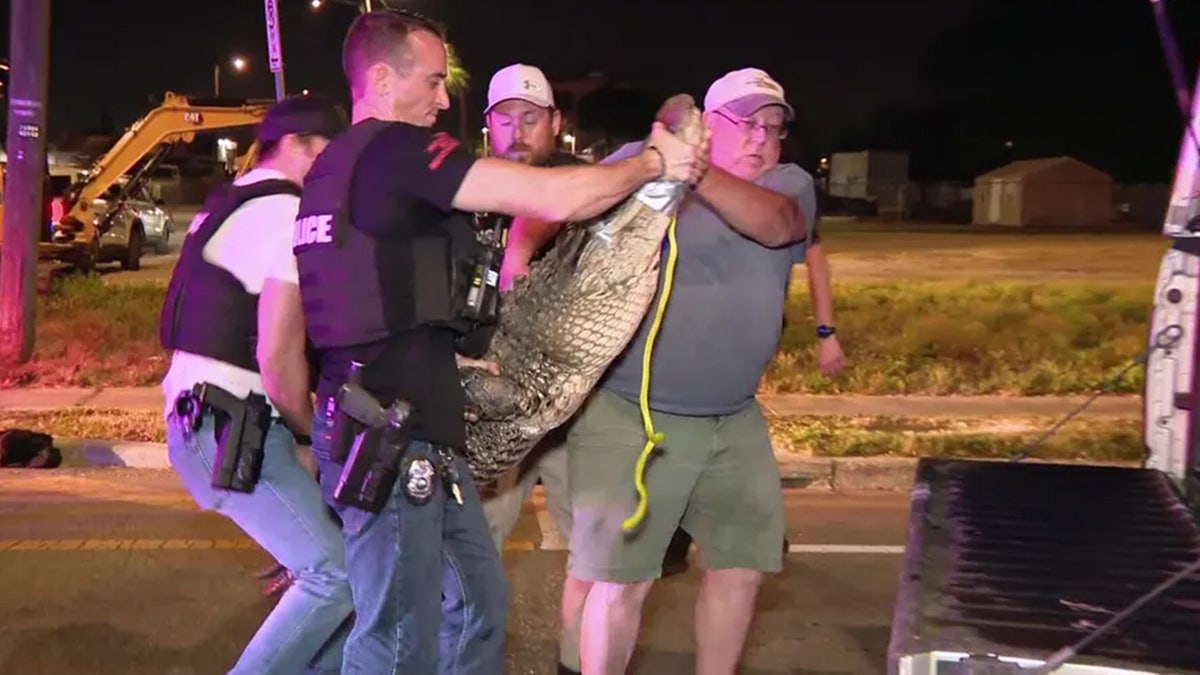 Alligator
