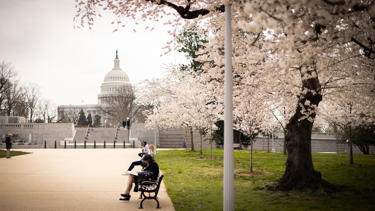 Washington DC Capitol Spring Cherry Blossoms