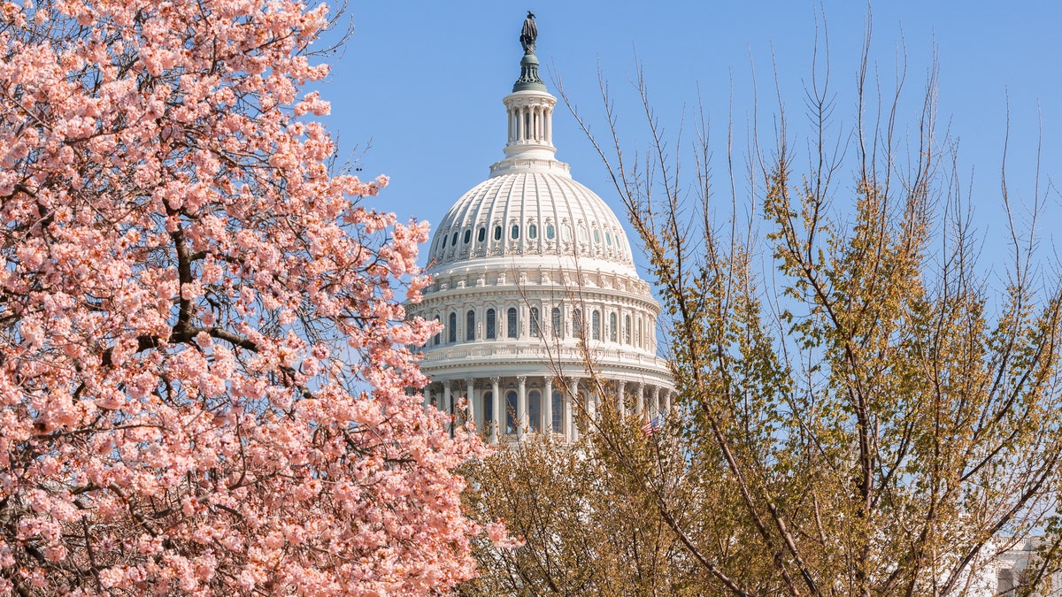 Cherry blossoms Washington DC spring