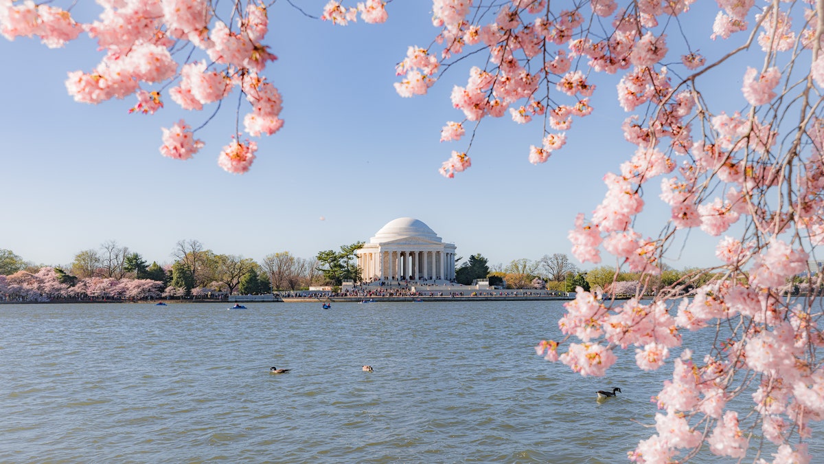 Cherry blossoms Washington DC 2023