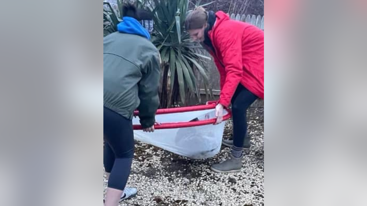 Volunteers rescuing displaced seal in New Jersey