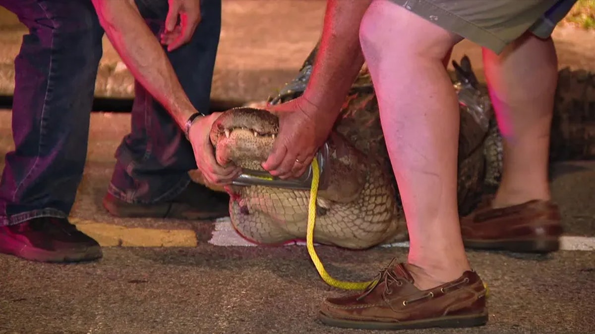 Gator