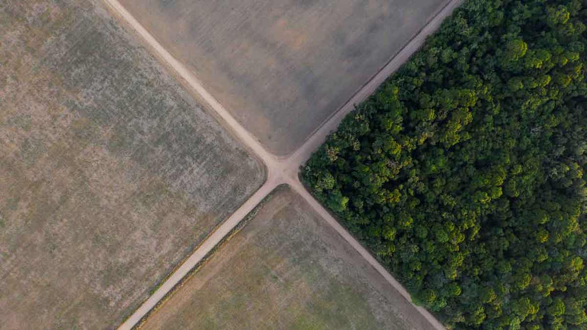  section of Amazon rainforest 