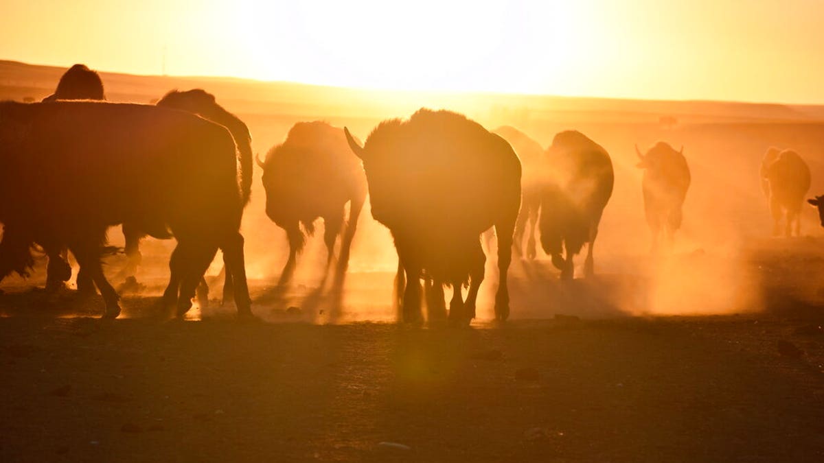 American Bison