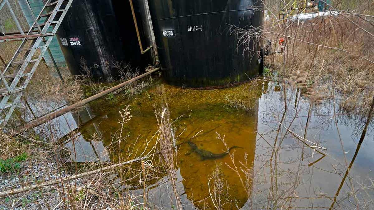 Alligator in an orphan well