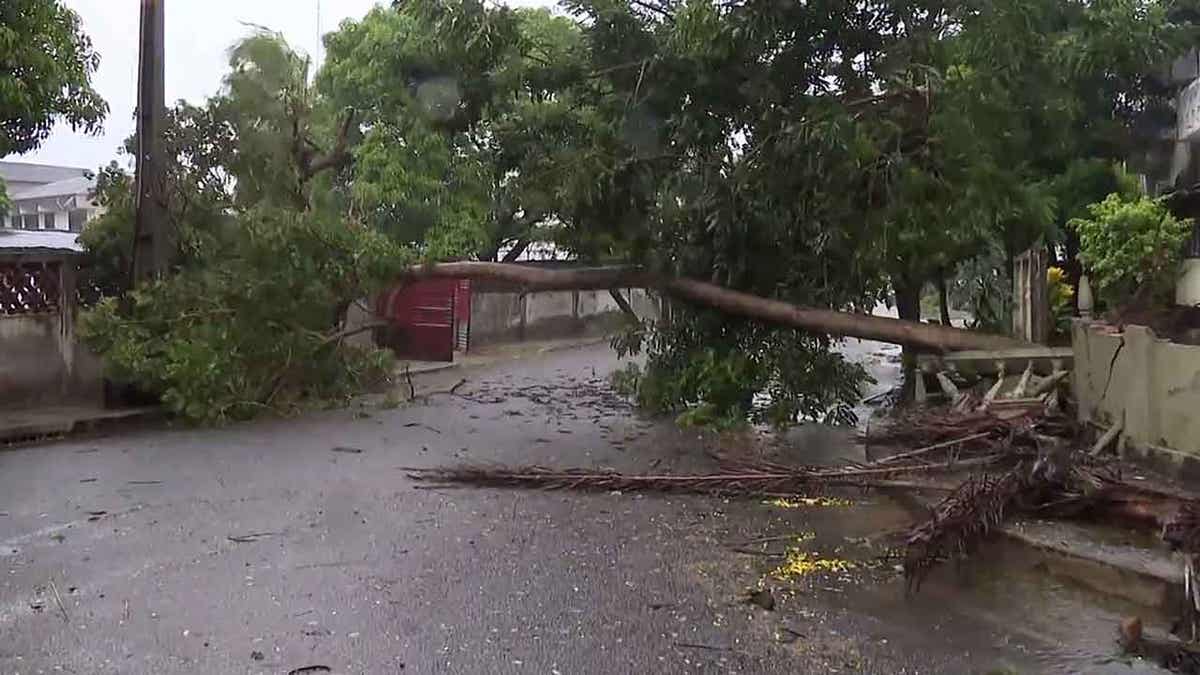 A tree falling over in Mozambique